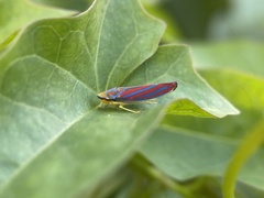 Graphocephala coccinea