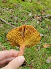 Phylloporus leucomycelinus