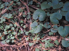 Asarum caudatum