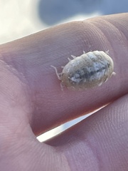 Alloniscus perconvexus