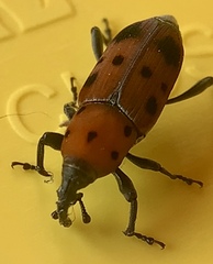 Rhodobaenus tredecimpunctatus