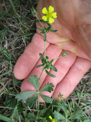 Potentilla argentea