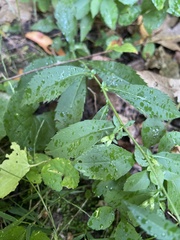 Symphyotrichum ontarionis