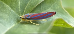 Graphocephala coccinea