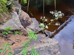 Thalictrum pubescens
