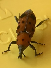 Rhodobaenus tredecimpunctatus