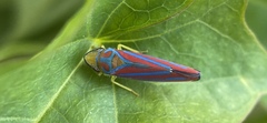 Graphocephala coccinea