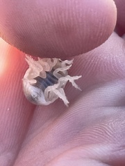 Alloniscus perconvexus