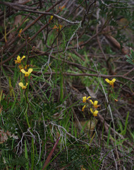 Diuris brumalis