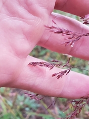 Agrostis gigantea