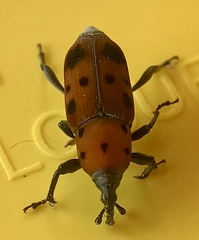 Rhodobaenus tredecimpunctatus