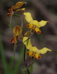 Diuris brumalis