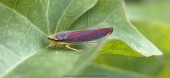 Graphocephala coccinea