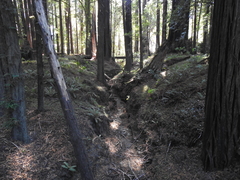 Polystichum munitum