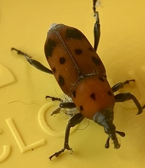 Rhodobaenus tredecimpunctatus