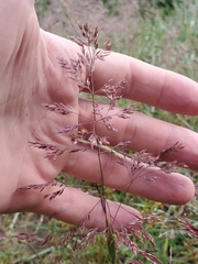 Agrostis gigantea