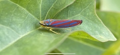 Graphocephala coccinea