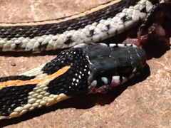 Thamnophis cyrtopsis ocellatus