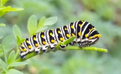 Papilio polyxenes asterius