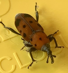 Rhodobaenus tredecimpunctatus