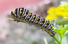 Papilio polyxenes asterius
