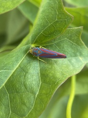 Graphocephala coccinea