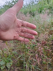 Agrostis gigantea