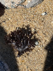 Chondrus