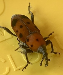 Rhodobaenus tredecimpunctatus