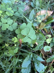 Oxalis grandis