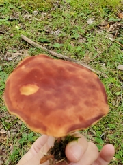 Phylloporus leucomycelinus