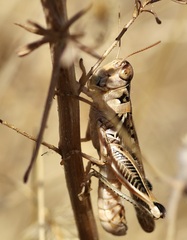 Melanoplus devastator