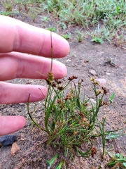 Juncus articulatus