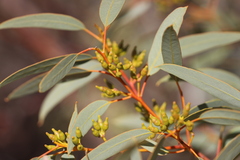 Eucalyptus socialis eucentrica
