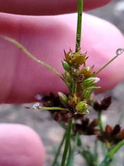 Juncus articulatus
