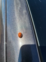 Chelymorpha phytophagica