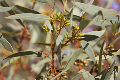Eucalyptus socialis eucentrica
