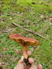 Phylloporus leucomycelinus