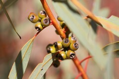 Eucalyptus socialis eucentrica