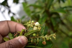 Comarostaphylis discolor