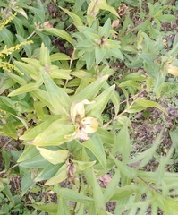 Gentiana cruciata