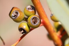 Eucalyptus socialis eucentrica