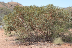 Eucalyptus socialis eucentrica