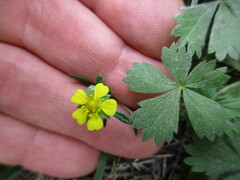 Potentilla argentea