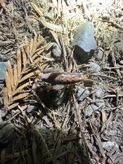 Pristoceuthophilus pacificus