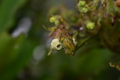 Comarostaphylis discolor