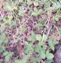 Fragaria moschata