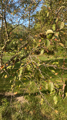 Prunus padus