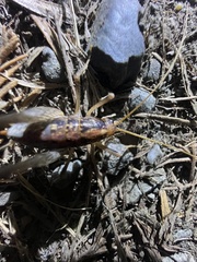 Pristoceuthophilus pacificus