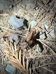 Pristoceuthophilus pacificus